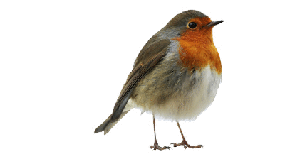 output_colab-robin z5Pu17