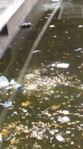 site :Paradise now?!