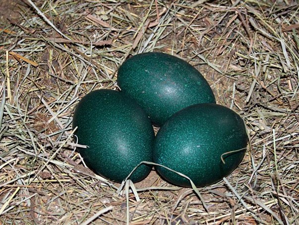 egg